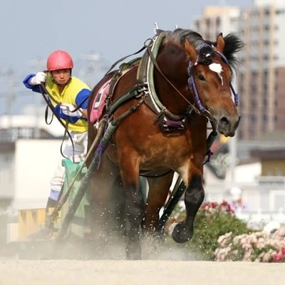 帯広競馬場で行われるばんえい競馬の様子